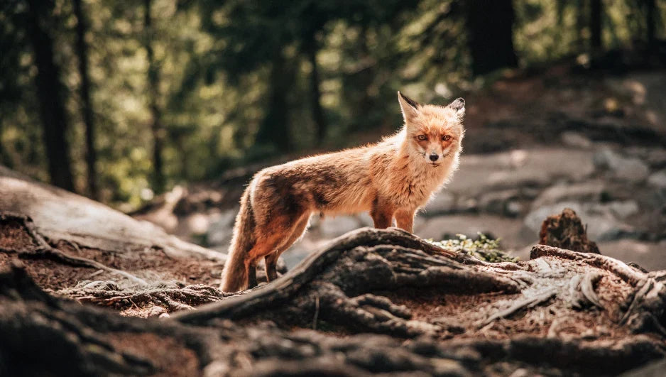 Animali di montagna: guida, consigli e precauzioni