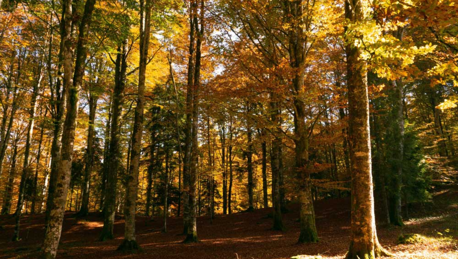 Foliage in Veneto: dove fare trekking in autunno